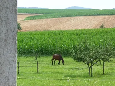 Tiere in der Ferienwohnung oder in der Nähe