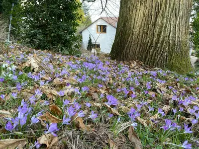 Ein Garten an der Unterkunft Ferienhaus Pfälzer Wald Weyher