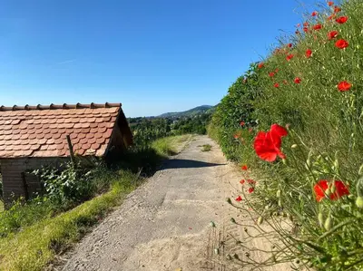 Naturlandschaft in der Nähe der Ferienwohnung