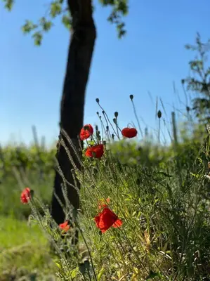 Ein Garten an der Unterkunft Acapella Suite Adagio 54qm, direkt am Weinberg, Altstadt, Netflix inklusive