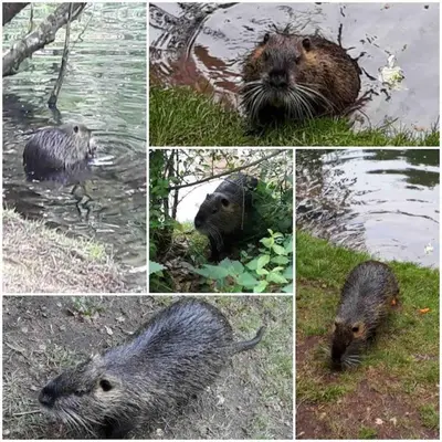 Tiere in der Ferienwohnung oder in der Nähe