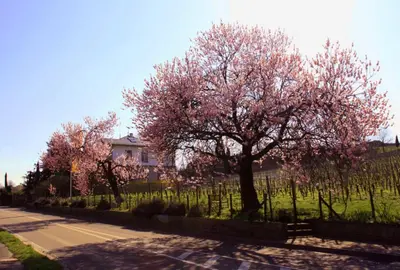 Ein Garten an der Unterkunft Kurpark-Residenz Deidesheim