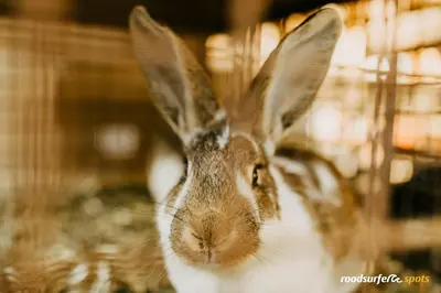 Tiere in der Ferienwohnung oder in der Nähe