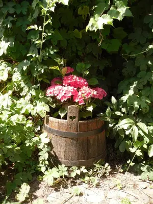Ein Garten an der Unterkunft Winzeranwesen - Weingut Christian Eberley - Haupthaus I MINDESTAUFENTHALT 4 NÄCHTE - MINIMUM STAY 4 NIGHTS