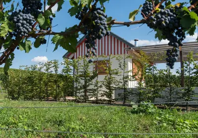 Ein Garten an der Unterkunft Wo der Hahn kräht