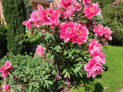 Ein Garten an der Unterkunft Ferienwohnung An der Korkeiche